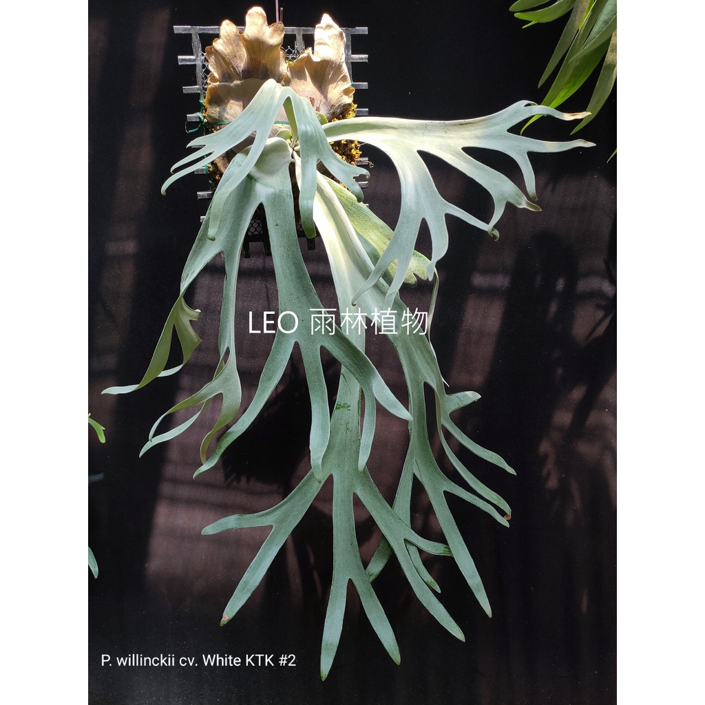 《LEO雨林植物》P. willinckii cv. White KTK #2 白爪哇 鹿角蕨