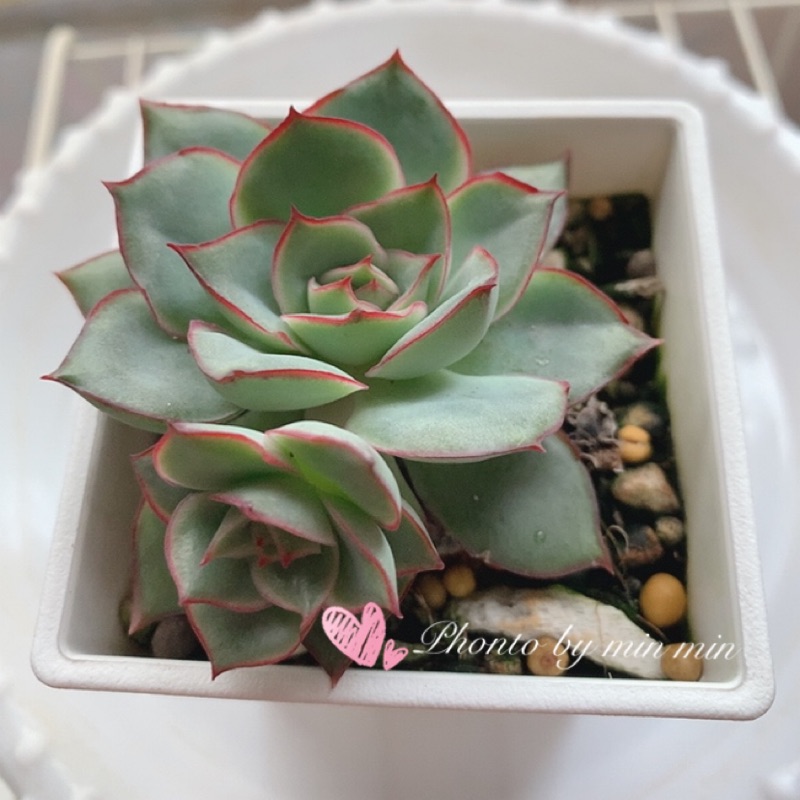 療癒多肉植物粉紅葉緣月光女神 蝦皮購物