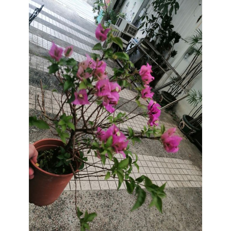 老盆養多年粗頭紫色花九重葛也叫三角梅便宜賣一盆200元超商優惠免運費花期長達兩三個月喜歡全日照好種植