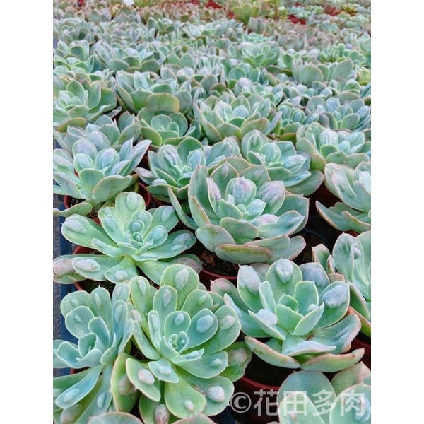 大疣雨滴大雨滴3寸盆穩根多肉植物 蝦皮購物
