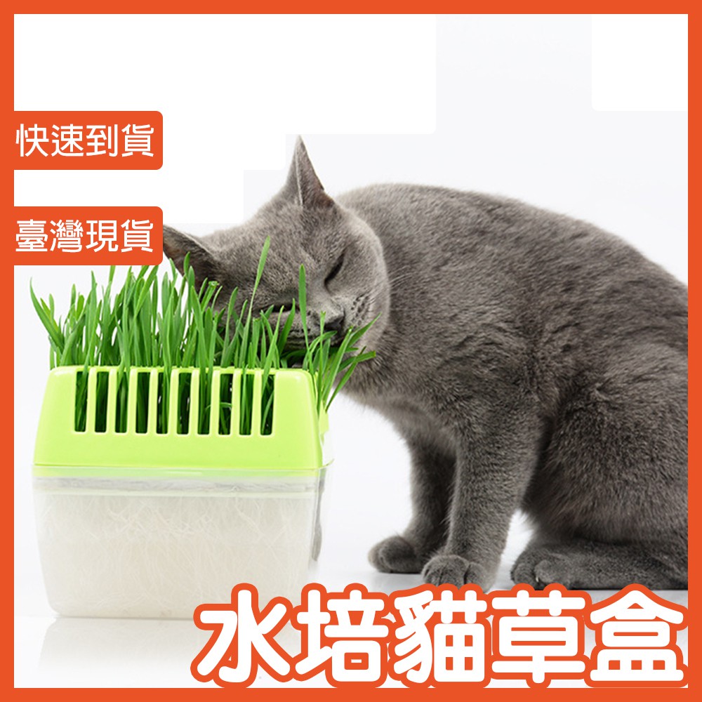 送貓草種子 臺灣現貨快速出貨 種貓草水培貓草貓野菜貓草diy組水培貓草盒無土免土化毛貓草水耕水植