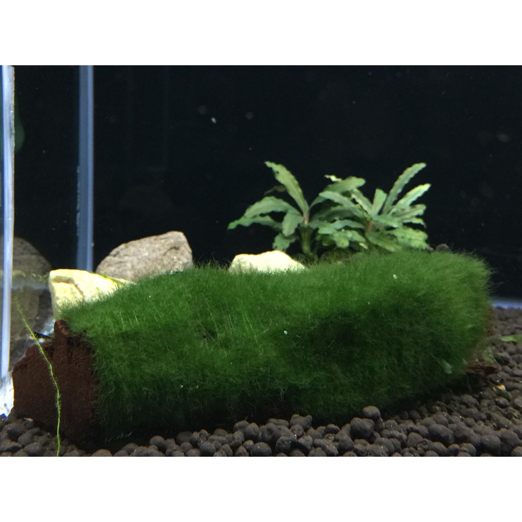 綠絲絨  沉木 10~ 15公分 隨機出貨 水草 造景