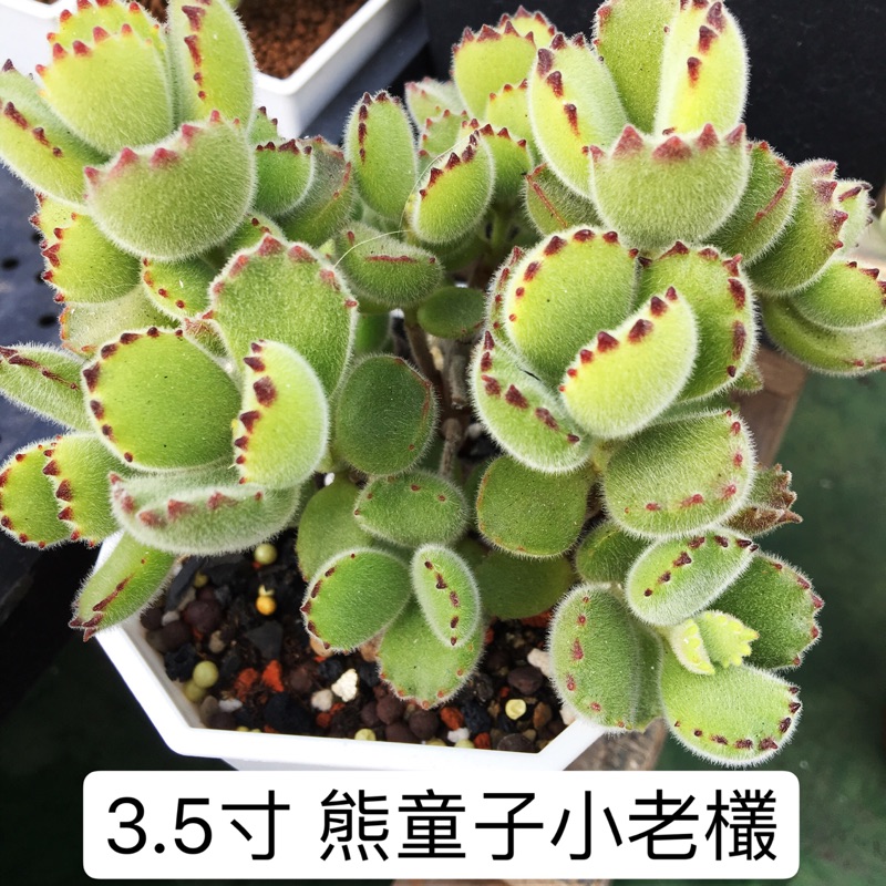 519uncle 多肉植物 3 5寸渡夏熊童子小老欉 多肉療癒植物 蝦皮購物