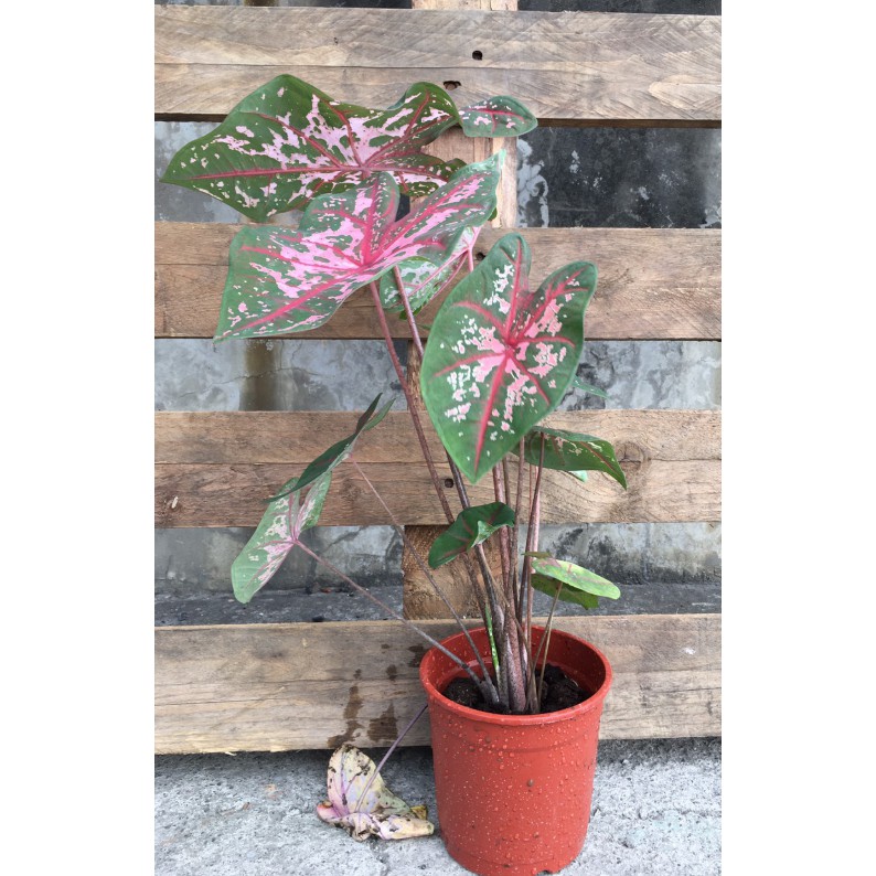 花囍園_綠化觀賞植物—彩葉芋(粉紅漆斑)--葉色多變化~花色眾多且艷麗 /5吋