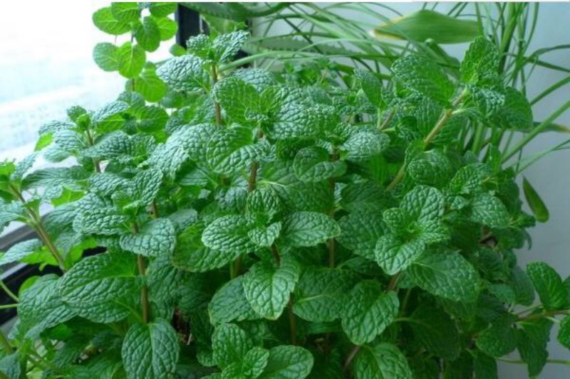 綠薄荷種子柳薄荷種子普列種子野花薄荷種子香花薄荷種子貓薄荷種子薄荷種子薄荷香料種子 農產種子郵購讚 蝦皮購物