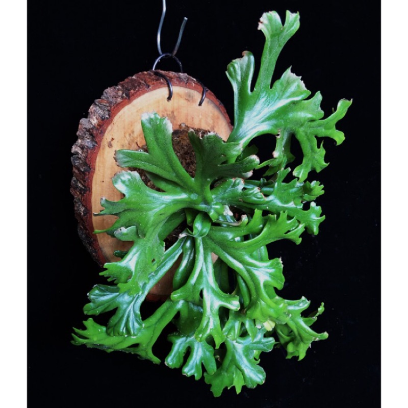 鹿角石葦 pyrrosia longifolia crestata - 大（鹿角蕨、蕨類上板、特殊蕨類、吊掛、雨林造景）