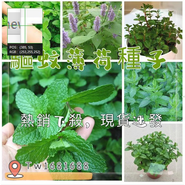 熱銷下殺 薄荷種子芳香可食用驅蚊四季種植藿香種子迷迭香種子貓薄荷種子留蘭香薄荷種子四季易種陽台盆栽驅蚊香草種子