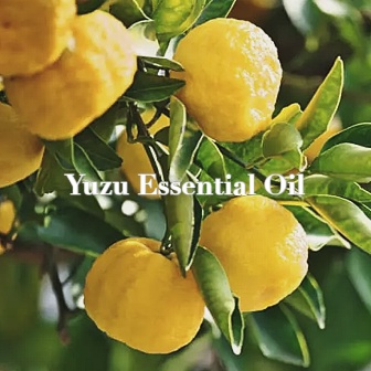 Yuzu Essential Oil 日本柚子精油 草本植物純精油 純天然精油-