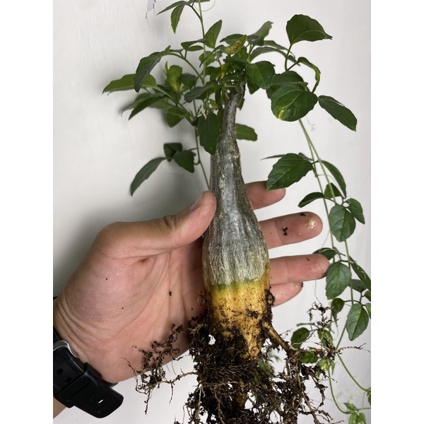 沙漠苦瓜 塊根植物 多肉植物 塊根 蝦皮購物