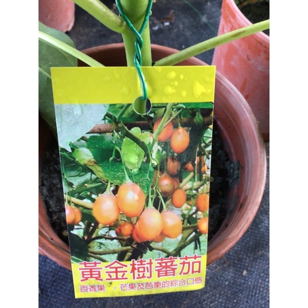 卉迎園藝 黃金樹蕃茄5吋盆/水果樹苗/新興果樹