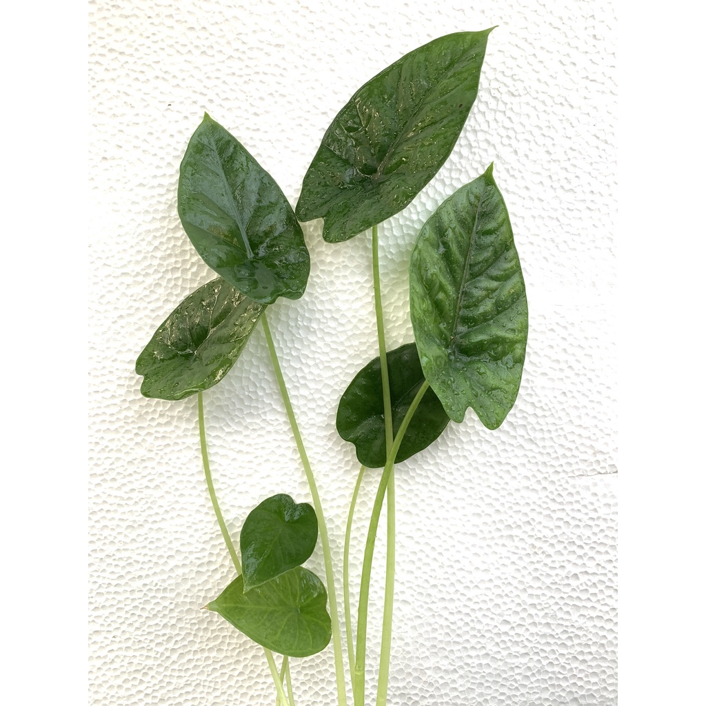 Alocasia sinuata 'Magic Mirror' 魔鏡觀音蓮 /觀葉植物