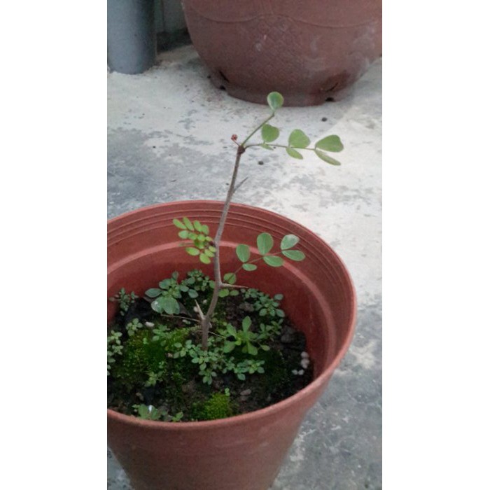 慕花坊 墨水樹 藥用植物 藍色染料