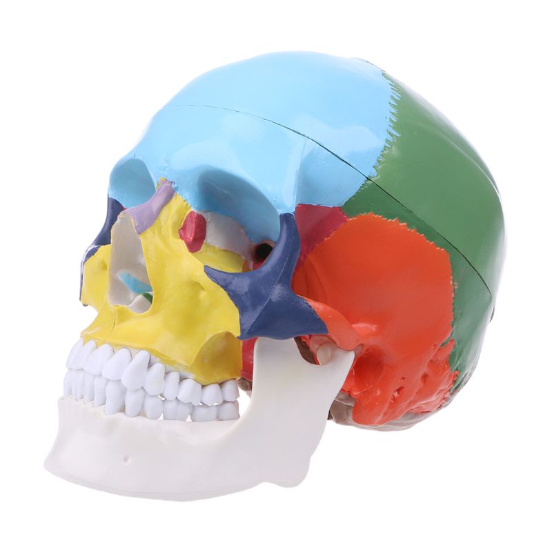 Fol 真人大小彩色人體頭骨模型解剖解剖醫學教學骨架
