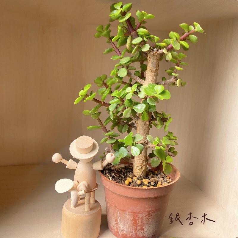 銀杏木在拍賣的價格推薦 22年10月 比價比個夠biggo