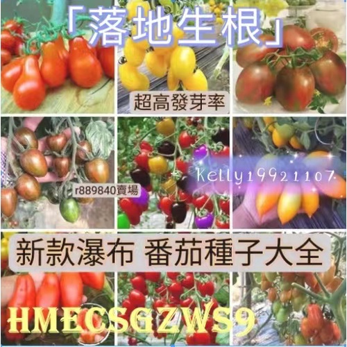 【落地生根】【2022新款瀑布 番茄大全】 聖女果櫻桃番茄 水果種籽 番茄種子水果蔬菜種子