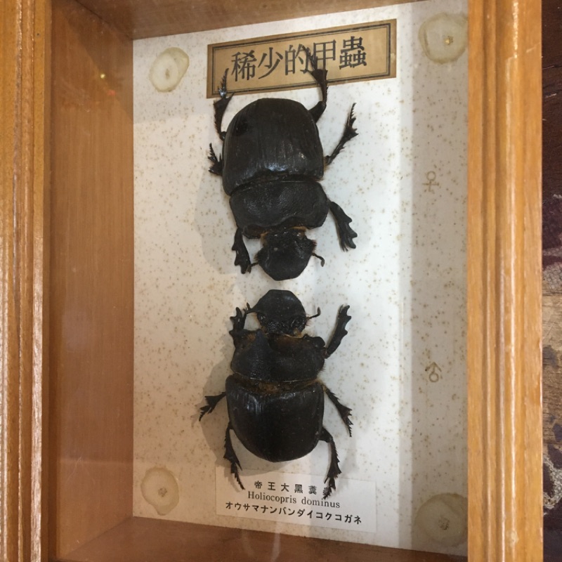 已售出 古董甲蟲標本 大 獨特完整 稀有收藏 收藏 古董 甲蟲 標本 蝦皮購物