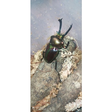 送10個甲蟲果凍、水苔兩包及4500cc飼養容器【Ksa甲蟲坊】彩虹鍬形蟲成蟲可動模型 一對只要800