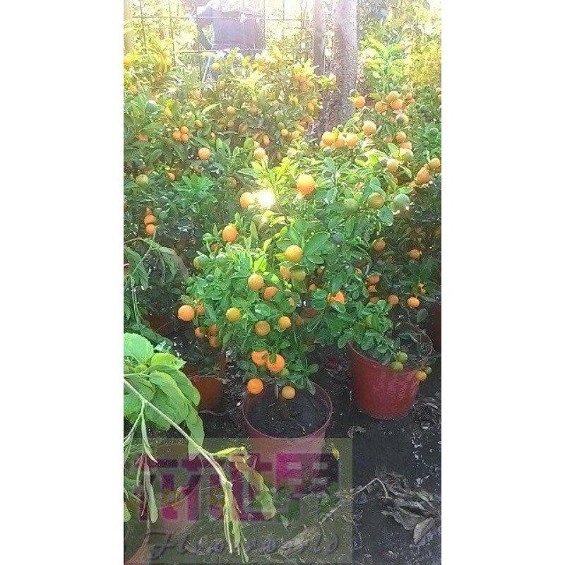 花花世界_水果苗*四季金桔*8吋盆/高40-60cm/MA*無法超取*(特價中)