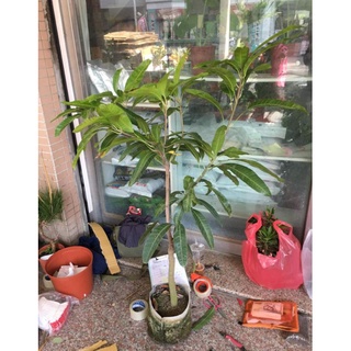 **小農之家** 優質種苗「愛文芒果/金煌/玉文苗 」8吋美植袋苗 已可結果 高約100cm 一箱一株 只能寄貨運