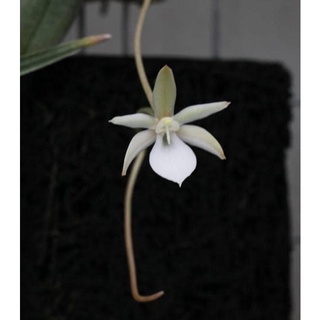 風蘭 優惠推薦 23年2月 蝦皮購物台灣