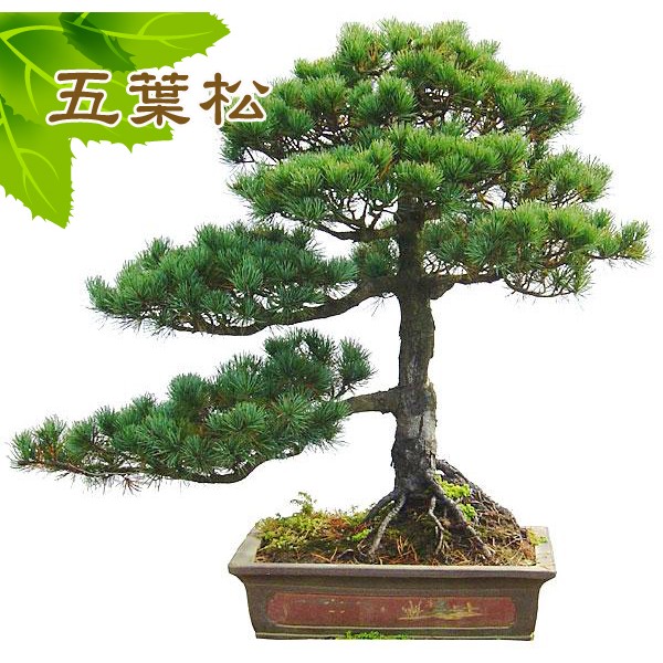 五葉松 盆栽 五葉松種子 松樹種子 振華育苗 挑戰網路最低價 蝦皮購物