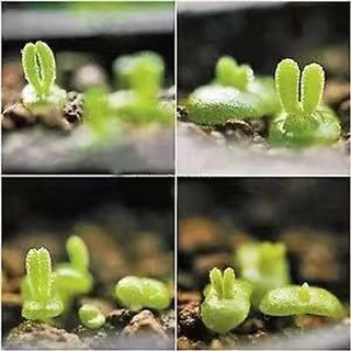 臺灣現貨現發 多肉盆栽種子 碧光環小兔子 乳酪 冰魄 雪顔 多種多肉種子 多肉 種子