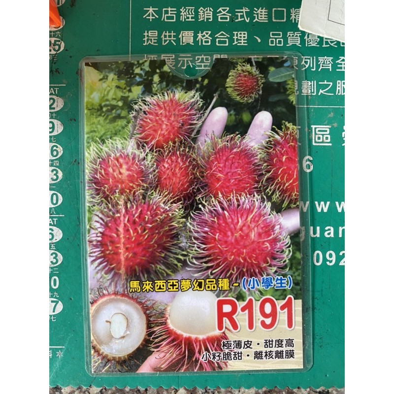 霏霏園藝   馬來西亞做好品種紅毛丹 R191紅毛丹嫁接苗原價2500元特價1500元