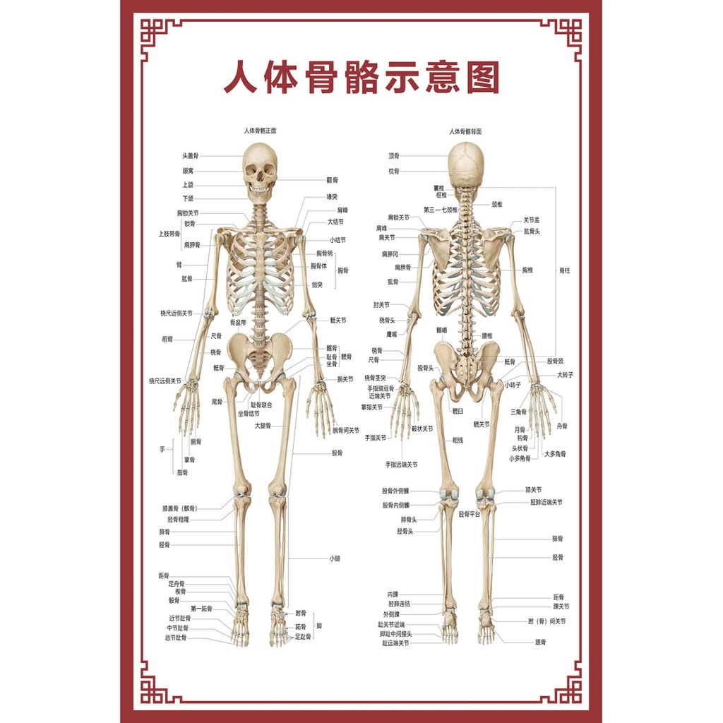 掛圖 人體骨骼圖大掛圖器官示意圖內臟結構圖穴位圖人體肌肉解剖圖海報 蝦皮購物