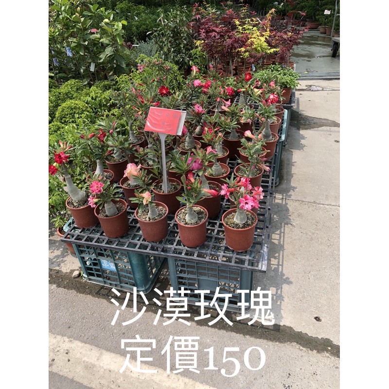 霏霏園藝沙漠玫瑰特價5吋盆一棵特價150元