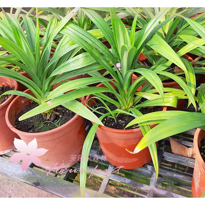 芙菈朵森林 七葉蘭 香蘭 5吋盆 香草植物 香料植物