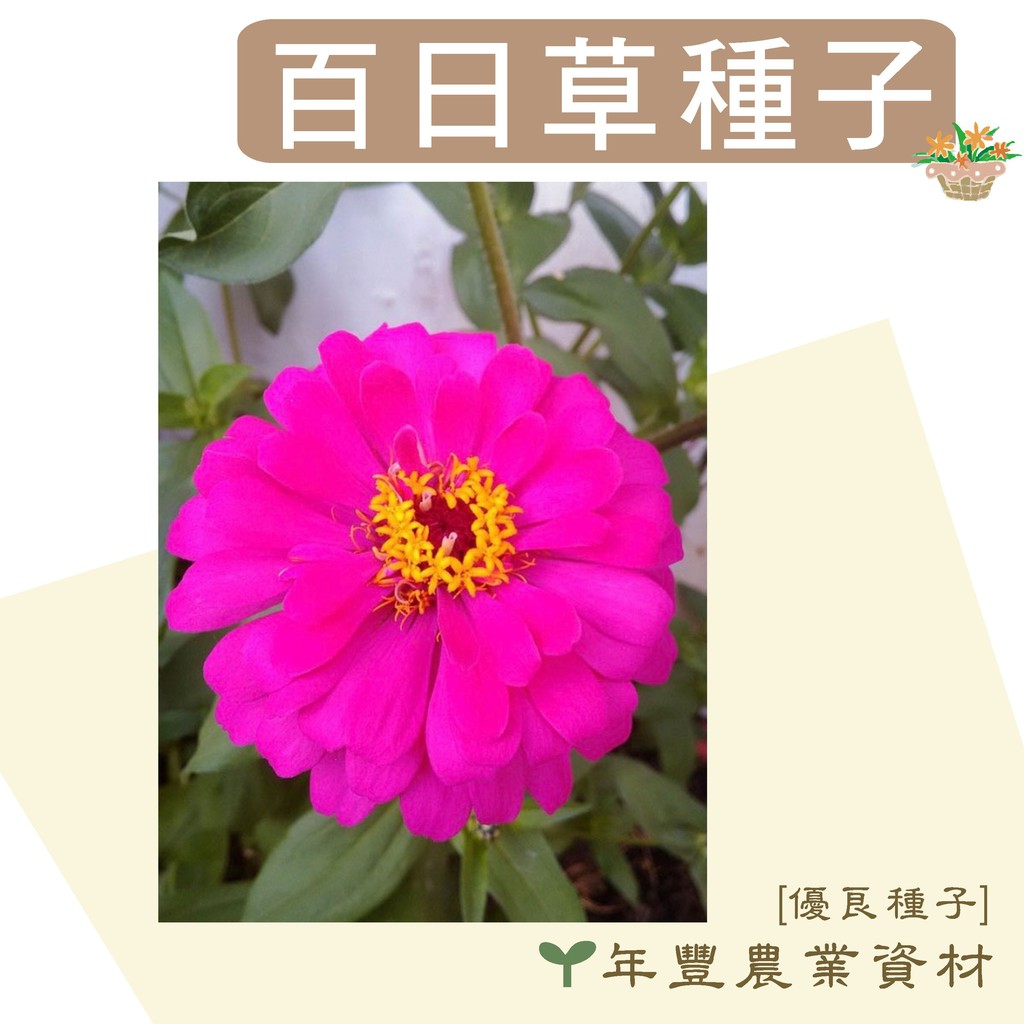 優良種子 百日草種子 優良品種來自荷蘭 混色 單色10公克 約1000顆種子 50公克裝 蝦皮購物