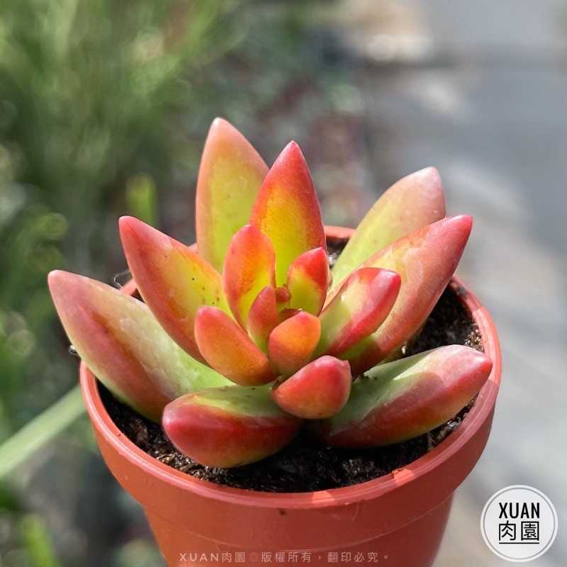 一吋迷你盆 火風暴 銘月園藝種 多肉植物 多肉 景天科 療癒小物 組盆 綠手指必備 Xuan肉園 蝦皮購物