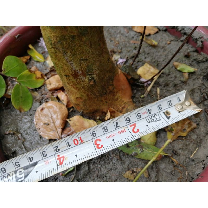 阿伯要退休出清便宜賣百日紅紫薇花只賣1250元優惠貨運免運費需先付款 蝦皮購物