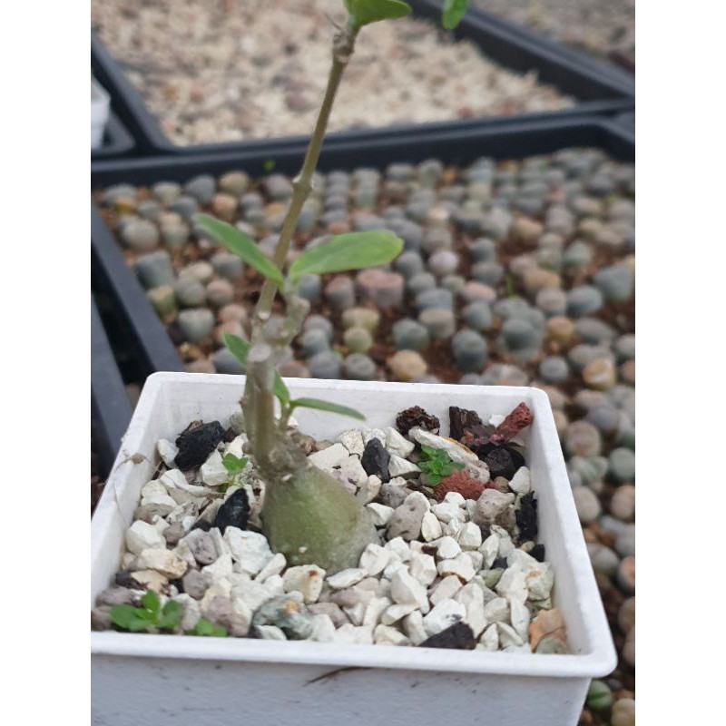 火星人塊根植物 夏型種 喜多愛多肉 蝦皮購物