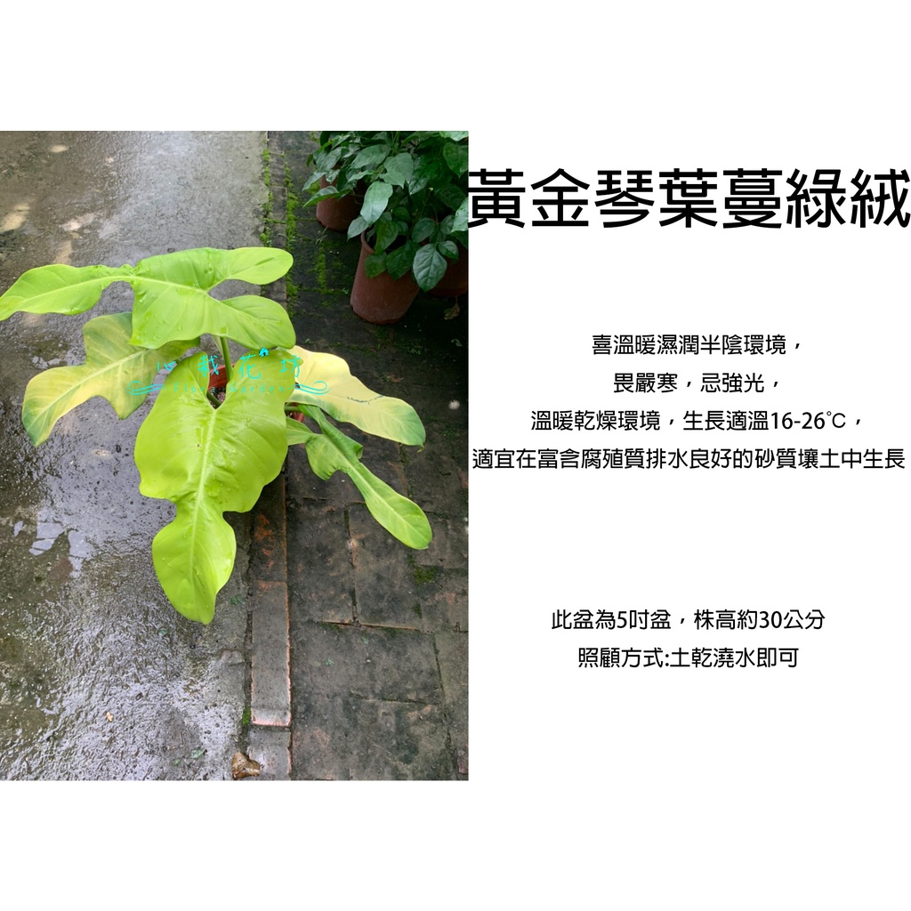 心栽花坊-黃金琴葉蔓綠絨/蔓綠絨/6吋盆/觀葉植物/室內植物/售價400特價350