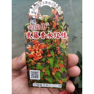 6吋盆「武藤香水紅桂花盆栽」專利品種桂花