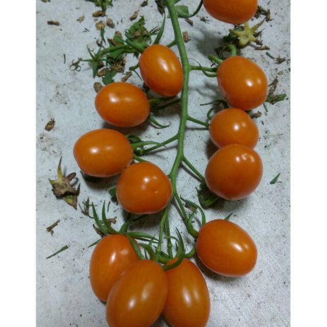 橙蜜香小番茄