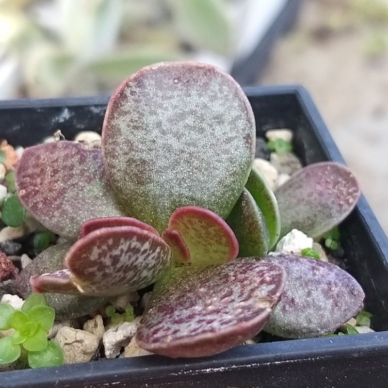穩根多肉植物二年以上植株扁紅葉天章36 2 5吋盆 蝦皮購物
