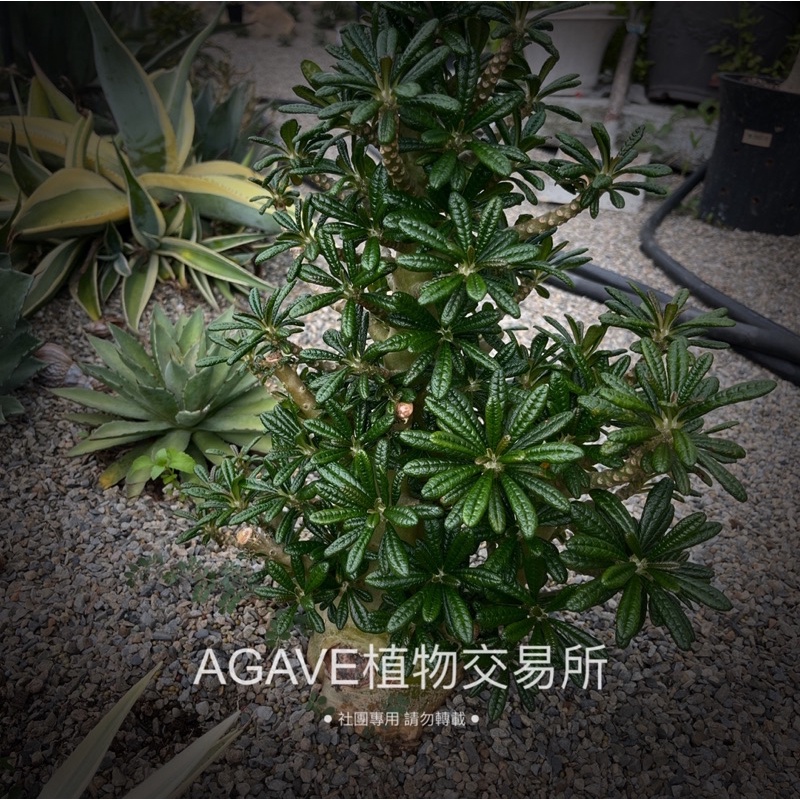 巨琉桑 - Dorstenia gigas （三吋盆扦插苗）