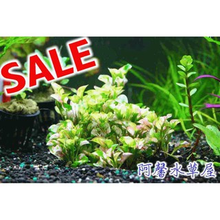 Ac草影 帕夫椒草 一株 蝦皮購物