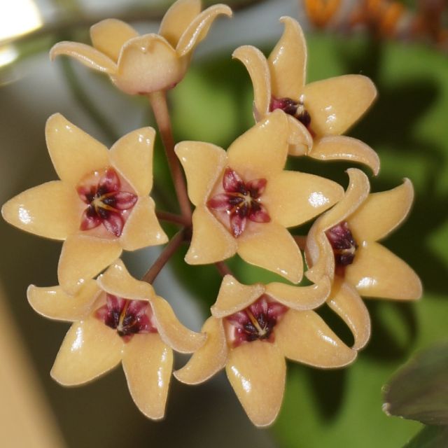 毬蘭hoya Cutis Porcelana 黃瓷毬蘭 蝦皮購物