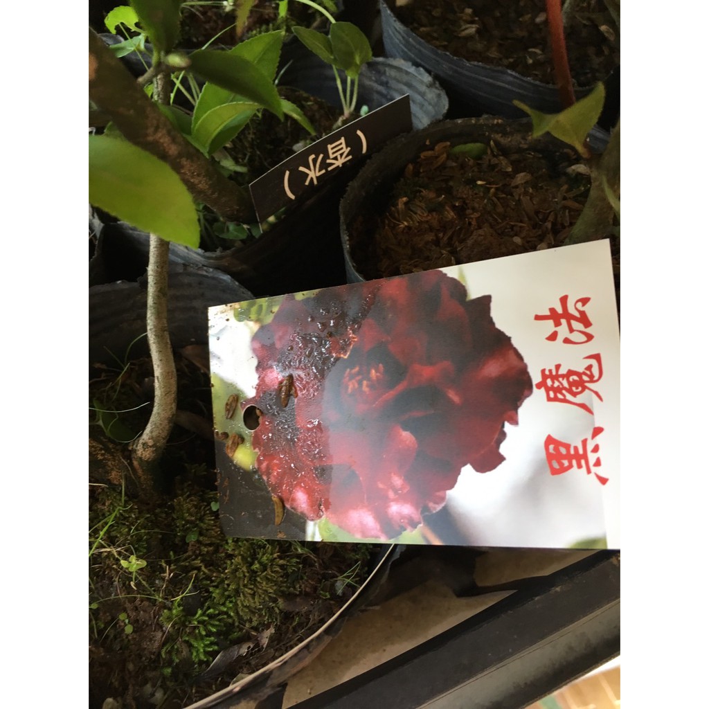 慶平花坊-[黑魔法]茶花苗-3吋盆