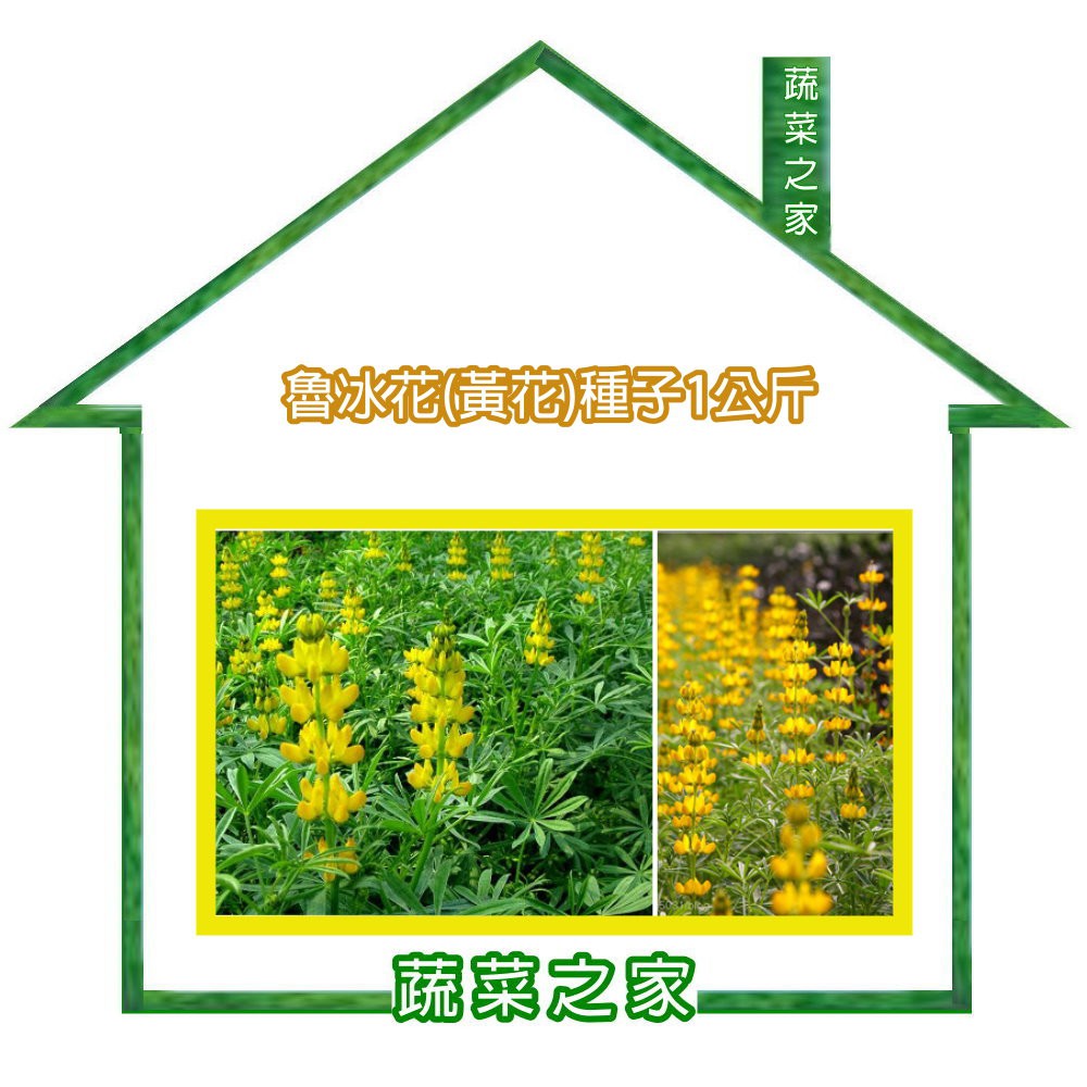 【蔬菜之家滿額免運】花海-00H10-1魯冰花(黃花)種子1公斤(花海種子 景觀花海)