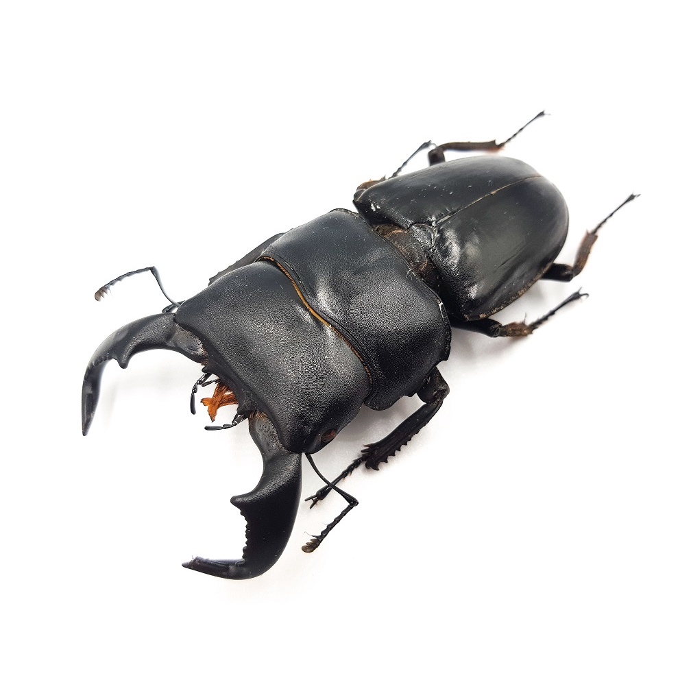 【黃金蟲蘭 網路商店】牛頭扁鍬形蟲 Dorcus bucephalus 75~78mm 單公標本