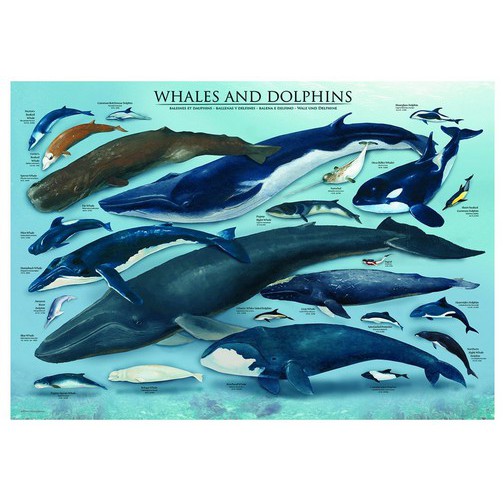 (現貨)加拿大EURO拼圖---海豚和鯨魚(1000片)6000-0082
