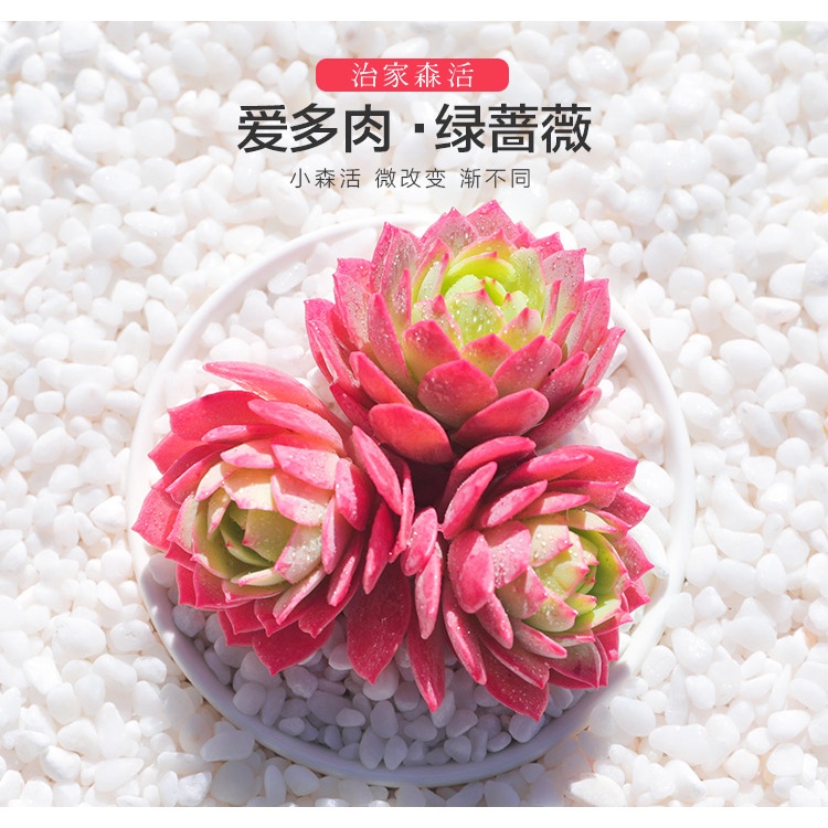 綠薔薇多肉植物超大顆好養稀有品種室內組合盆栽治家多肉老樁群生 蝦皮購物