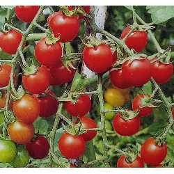 小番茄(紅真珠)種子~Mini tomato