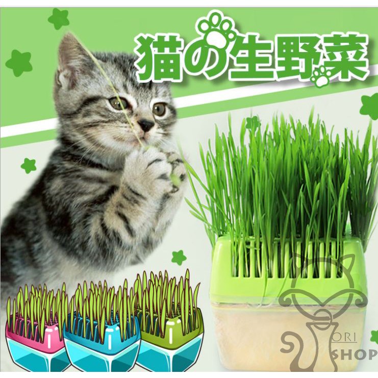 Ori Shop 現貨 無土栽培diy貓草種植組無土貓草貓薄荷水培貓主子的貓草自己親手來 蝦皮購物