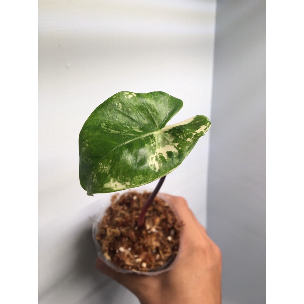 班葉紫柄姑婆芋(Alocasia Black Stem Variegated) 穩根