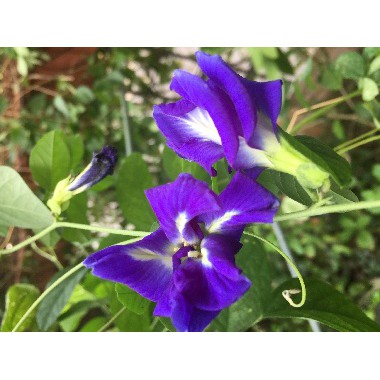 藍花蝶豆,蝶豆花，藍蝶花，藍蝴蝶、蝴蝶藍花種子一份(30顆)今年剛收,發芽率高!